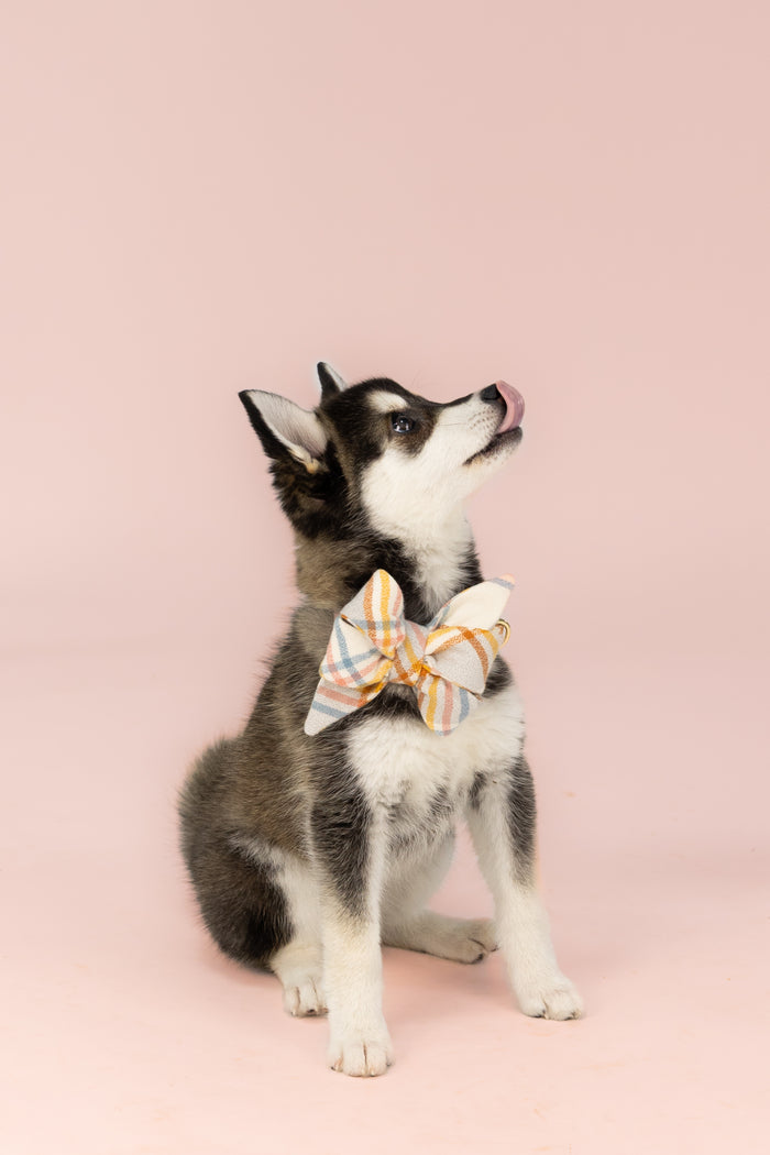 Wearing a flannel belle bow collar set with soft, diagonal plaid lines in warm fall hues, the dog sits upright with its tongue out mid-lick. The bow is centered and full, giving the look a cozy, seasonal feel.