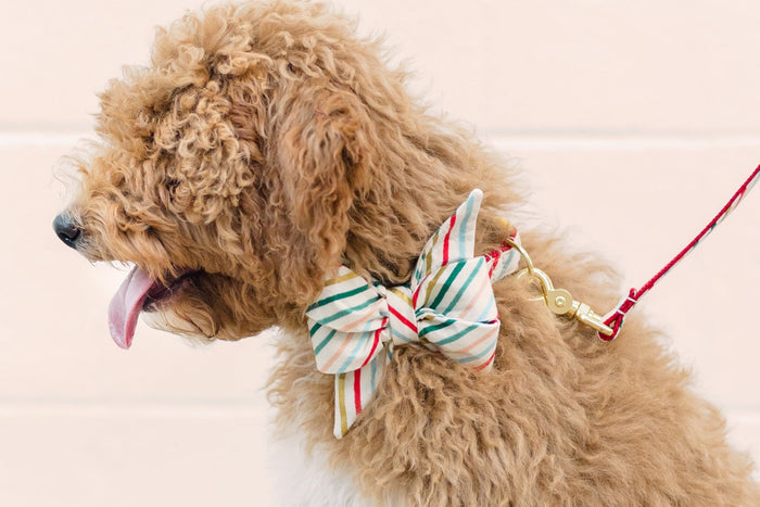 Side profile of a fluffy dog panting happily while wearing a holiday belle bow dog collar. The oversized belle bow showcases diagonal multicolor stripes—emerald, red, gold, peach, and blue—attached to a red-and-gold leash.