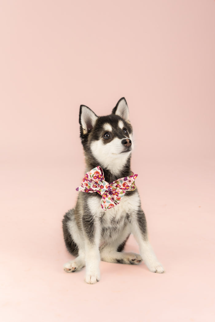 Wearing a statement belle bow collar set, the dog sports a floral print with rich jewel-toned flowers on a white background. The oversized bow sits neatly at the front, fastened to a coordinating collar. The perfect addition to your fall walks.