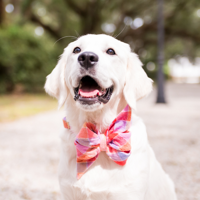Smiling retriever wearing a statement dog collar featuring a large matching plaid belle bow in soft tones. The photo is taken outdoors on a sunlit path.