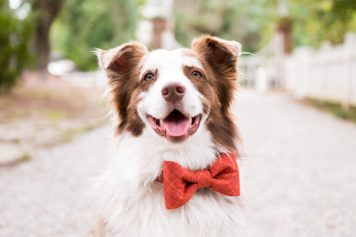 Smiling Border Collie with fluffy fur and warm eyes wears a large plaid bow tie collar set in warm fall hues, like orange.