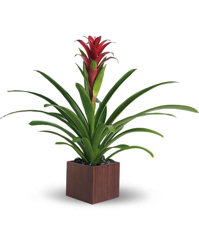Teleflora Bromeliad Beauty